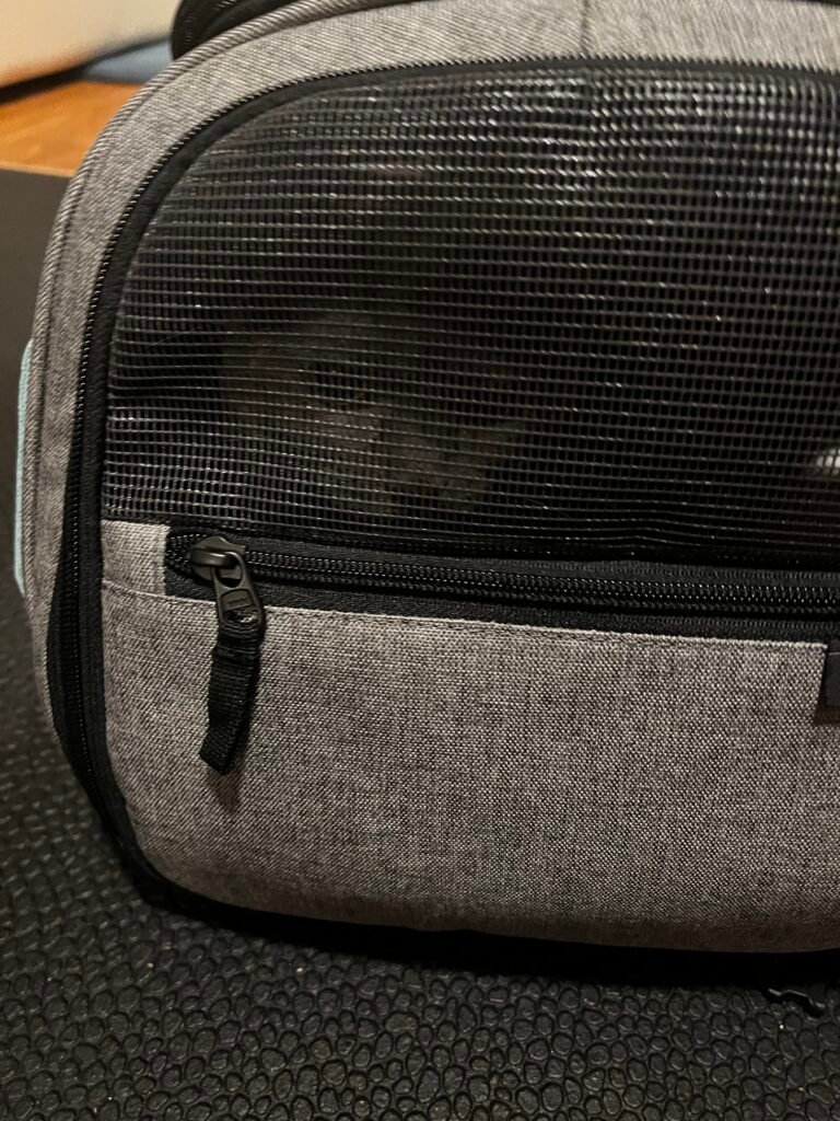 Smokey in her carrier.