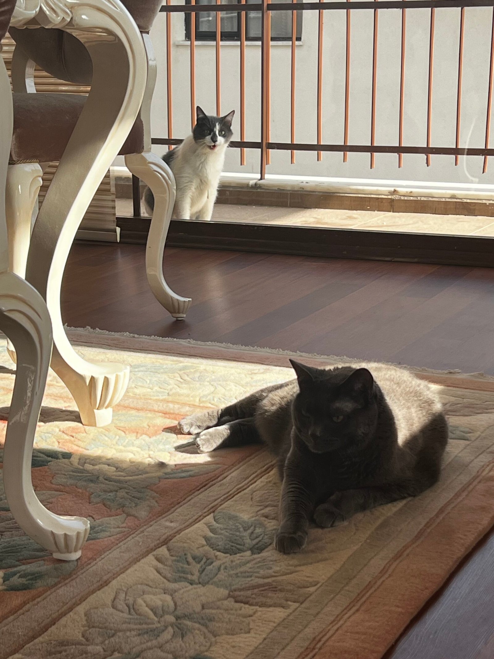 Stormy sitting on the balcony while Smokey relaxes inside near the balcony door in my Ankara apartment