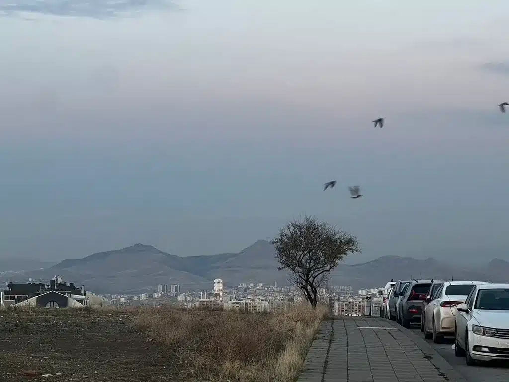 A sidewalk beside parked cars leads toward a lone tree, with Ankara and distant hills below and birds overhead.