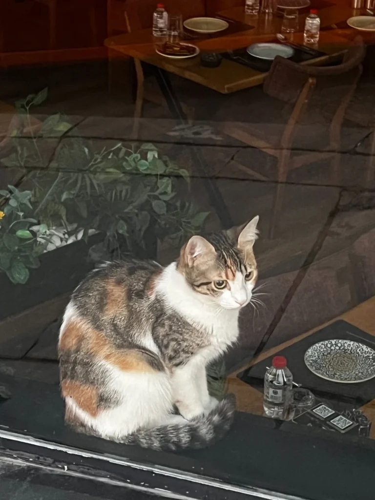 Cat sitting in the window of a restaurant in Çankaya, Ankara