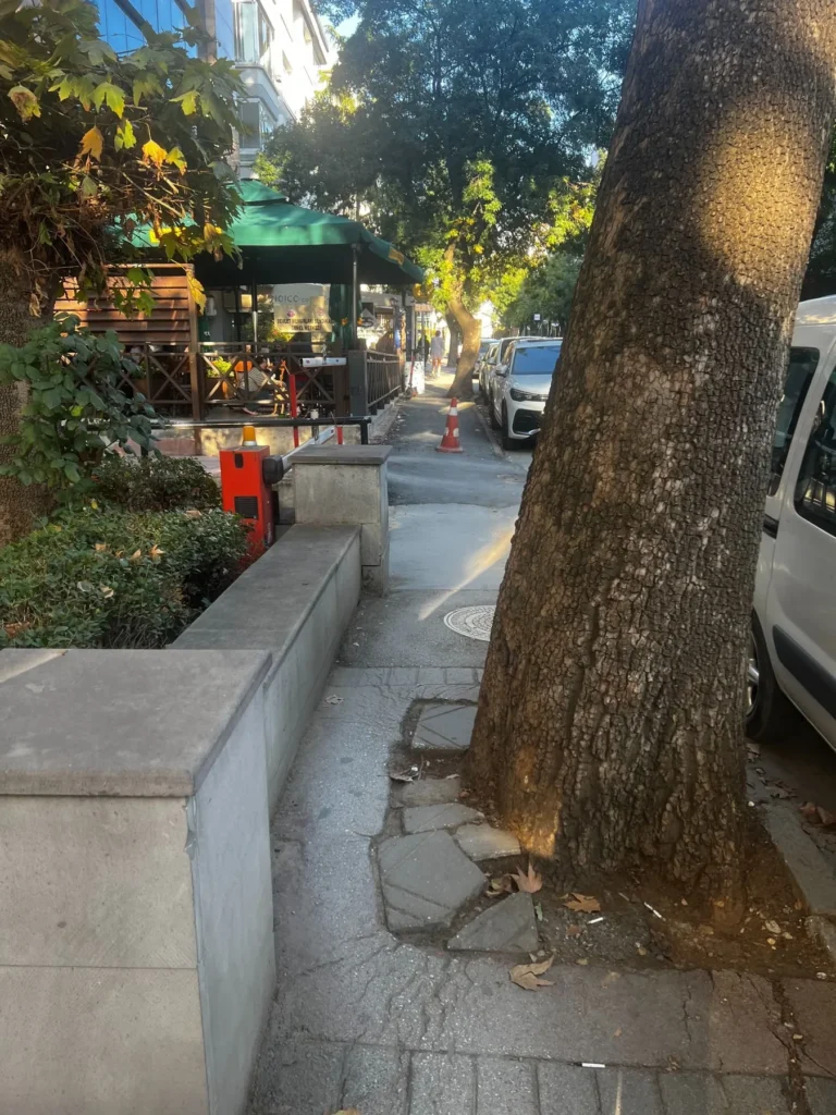 Large tree growing through a narrow sidewalk on Farabi Sokak in Ankara