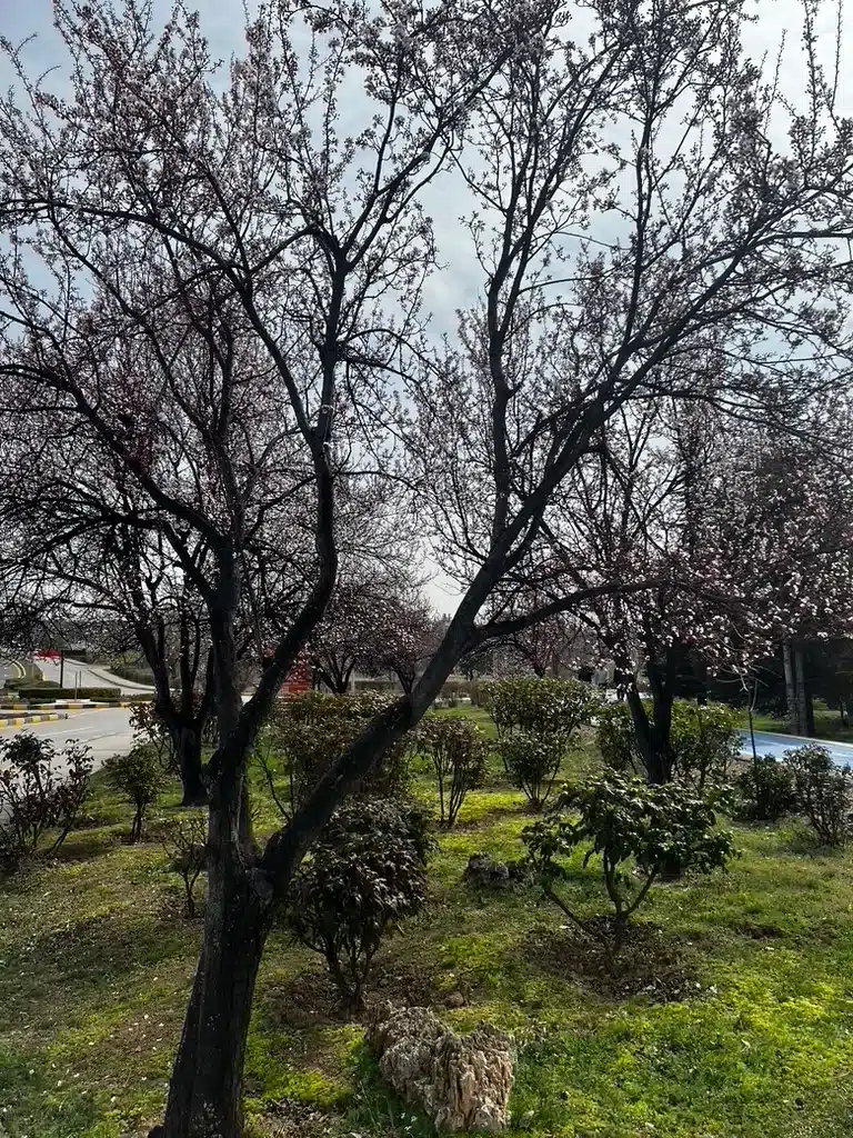 Flowering trees spread their branches above grass and small shrubs in a green space beside a road on the METU campus