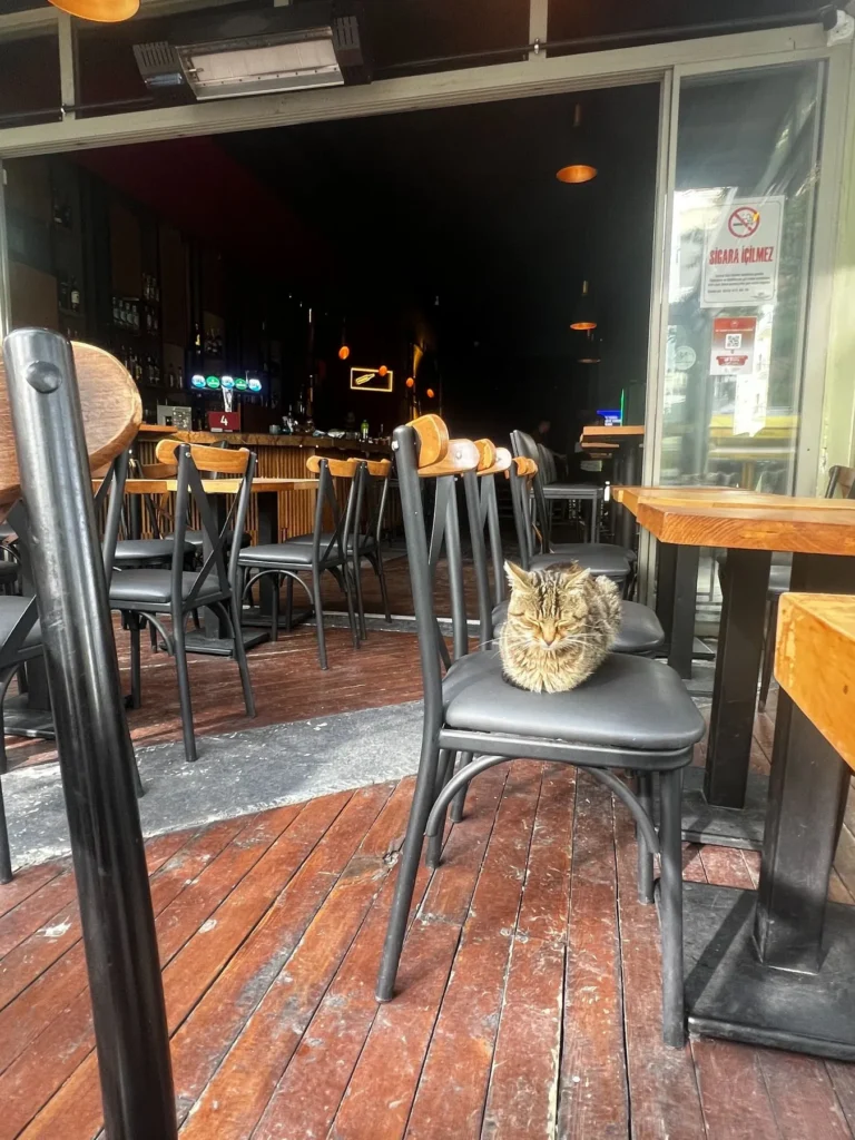 Cat sleeping on a café chair in a vibrant Ankara neighborhood