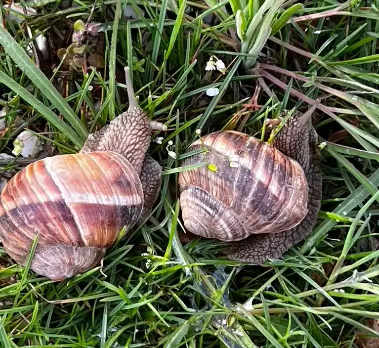 Two large snails with striped brown shells move through green grass and small plants.