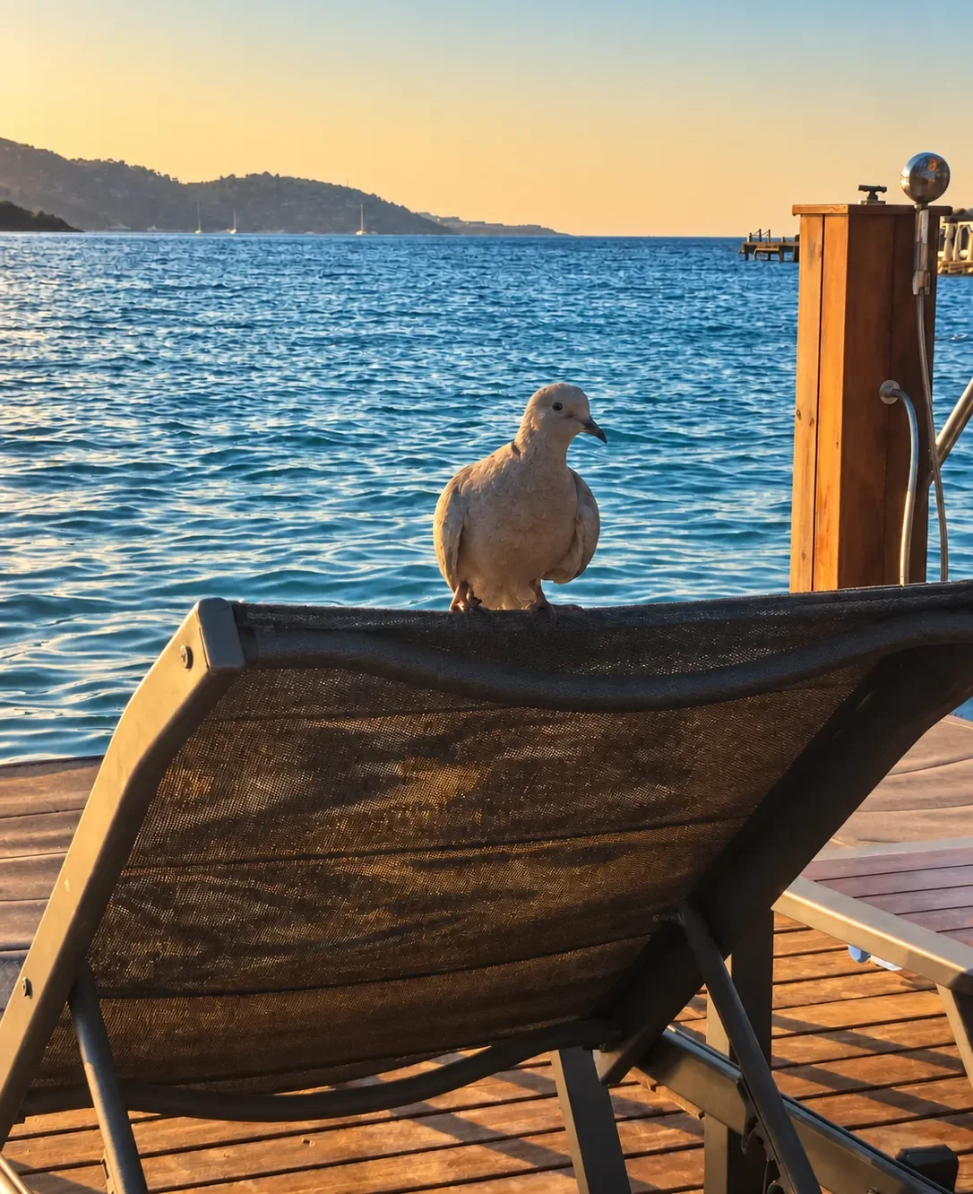 Jonathan Pigeon perched on a sun lounger beside the blue Aegean Sea in Bodrum
