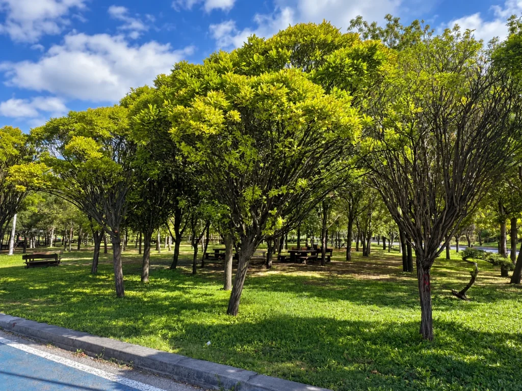 Picnic tables sit in shade beneath rows of trees with rounded leafy crowns.