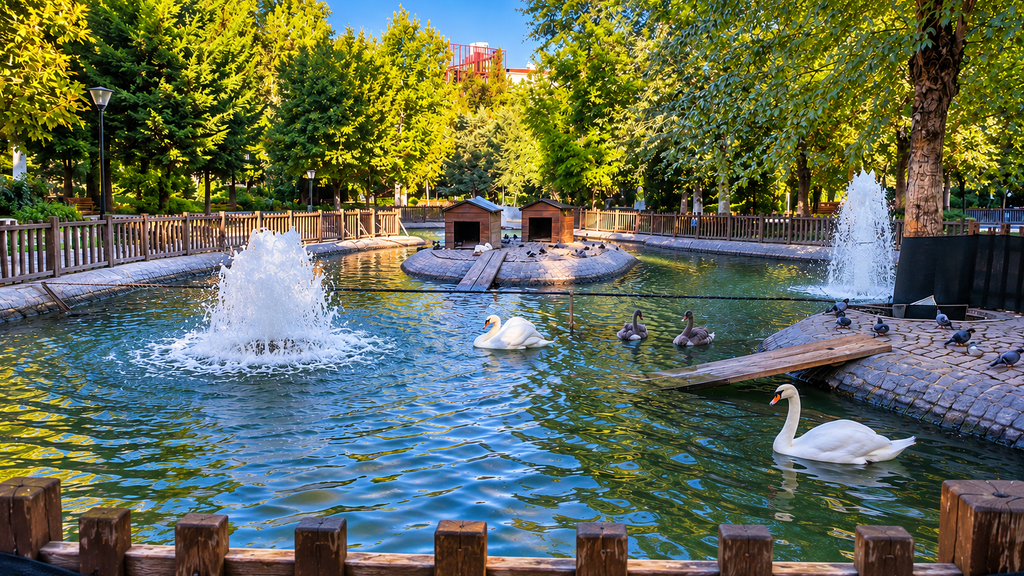 White and black swans swim between fountains in Kuğulu Parkı’s pond, surrounded by trees and a wooden railing in Ankara.
