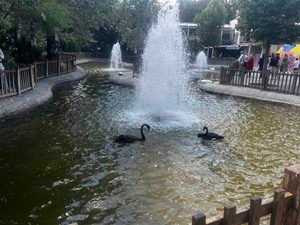 Two black swans swimming near a large fountain in the pond at Kuğulu Park in Ankara, Türkiye.
