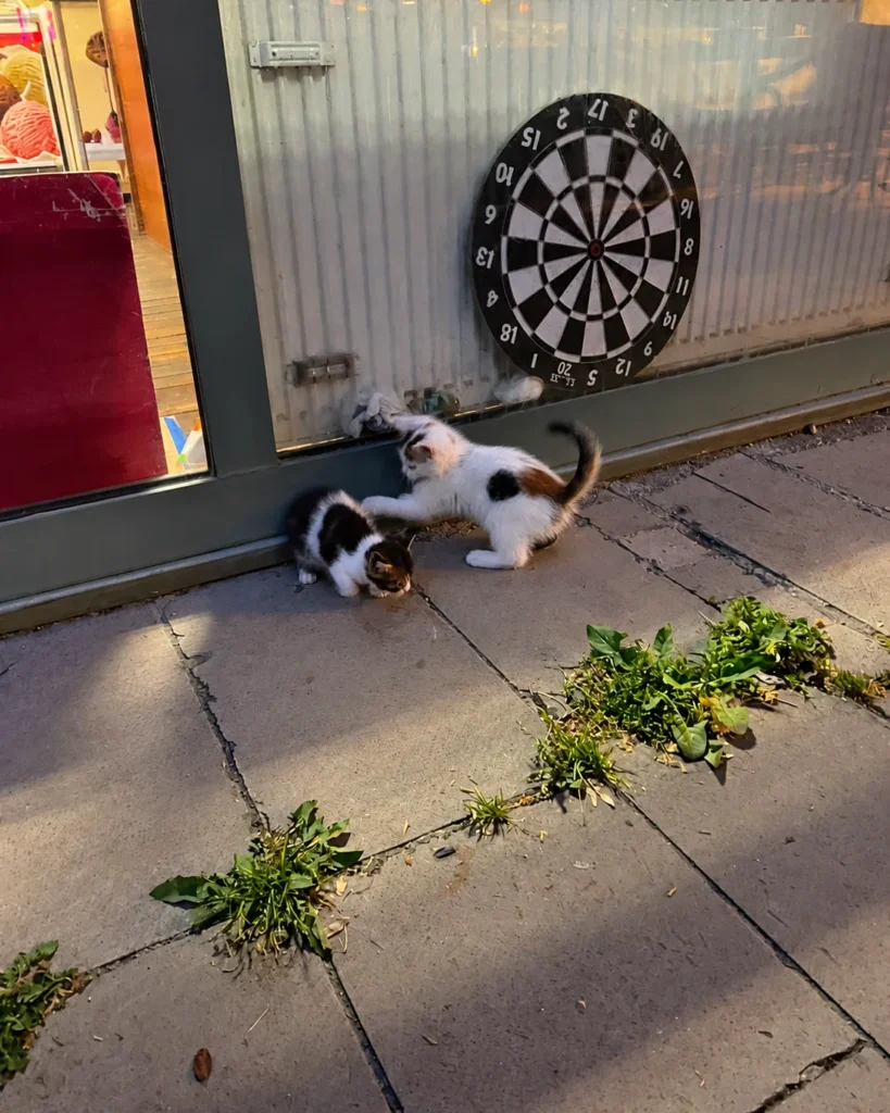 Two black-and-white kittens play beside a glass storefront with a dartboard visible behind them.