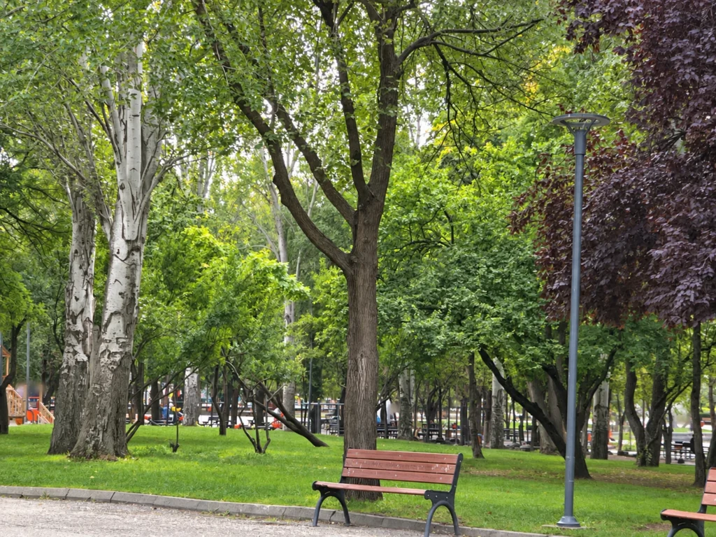 An empty wooden bench sits beside grass and mature trees in Kurtuluş Parkı.