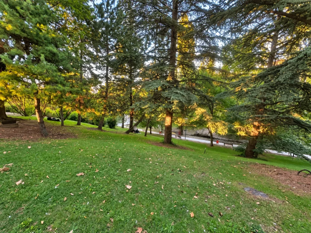 Warm sunlight reaches evergreen branches above a grassy slope and a bench-lined path in Seğmenler Parkı.