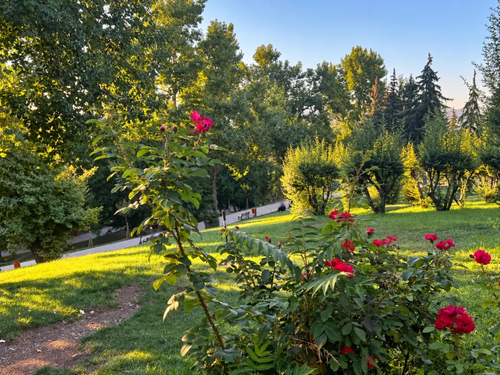 Red roses rise above a sunlit sloping lawn, with clipped trees and a path beyond in Seğmenler Parkı.